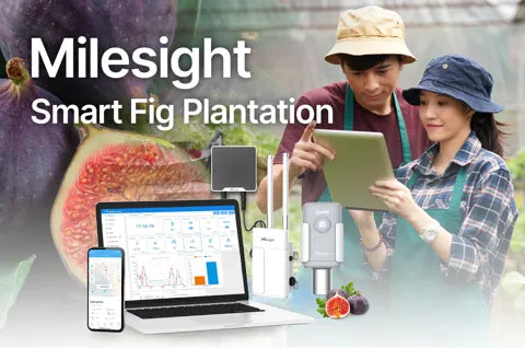 Milesight Smart Fig Plantation ไร่มะเดื่ออัจฉริยะ - Riverplus